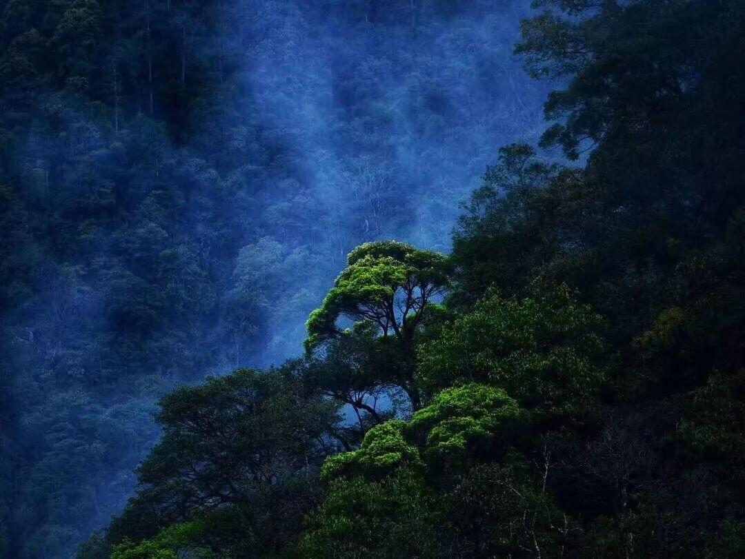迷雾世界